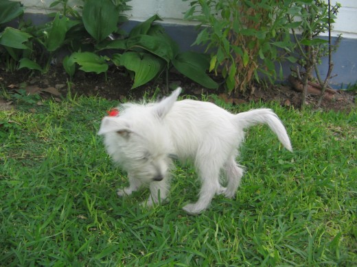 Disfrutando de mi jardin y mirando donde hacer hueco
3 meses